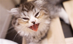 ybg[R VLȂ猻؂ꂪIXX@hłAoCgł؂