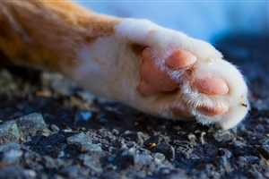 ybg[R VLȂ猻؂ꂪIXX@hłAoCgł؂